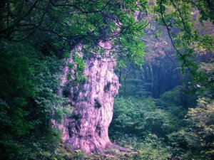 yakushima13.jpg