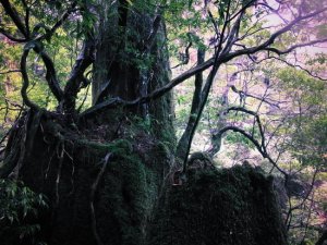 yakushima14.jpg